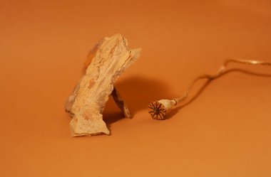 Tasarımcılar için soyut sarı-kahverengi arkaplan, kavisli kağıt ve yumuşak ışık, kağıt üzerinde gölgesi olan haşhaş dalı.