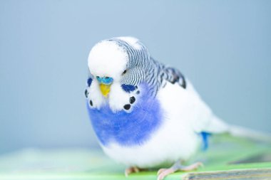 Mavi arka planda dalgalı bir papağan, yakından çekilmiş..