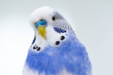 Mavi arka planda dalgalı bir papağan, yakından çekilmiş..