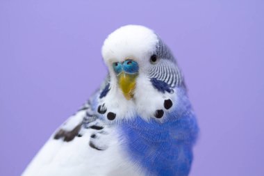 Mavi arka planda dalgalı bir papağan, yakından çekilmiş..