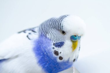 Mavi arka planda dalgalı bir papağan, yakından çekilmiş..