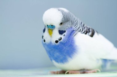 Mavi arka planda dalgalı bir papağan, yakından çekilmiş..