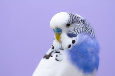 Mavi arka planda dalgalı bir papağan, yakından çekilmiş..