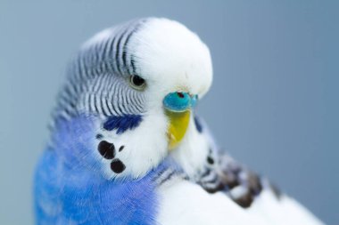 Mavi arka planda dalgalı bir papağan, yakından çekilmiş..
