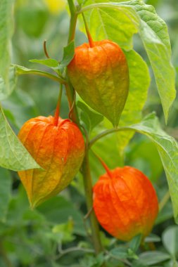 Arka planda güzel bitkiler, kapatın.