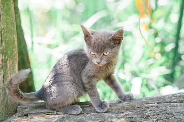Lindo Gato Camino Una Mascota Esponjosa — Foto de Stock