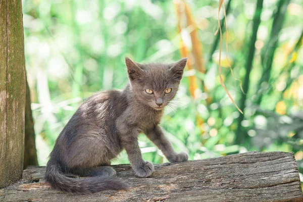 Lindo Gato Camino Una Mascota Esponjosa — Foto de Stock