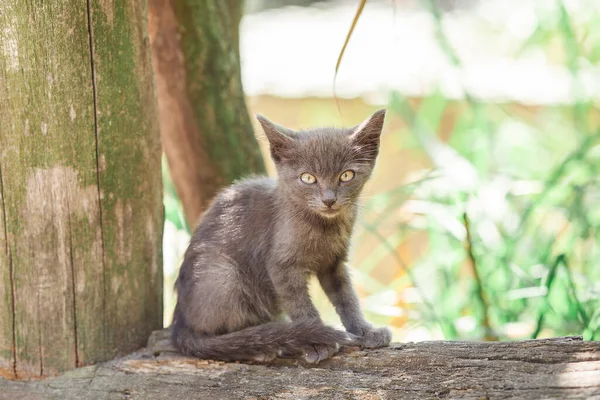 Lindo Gato Camino Una Mascota Esponjosa — Foto de Stock