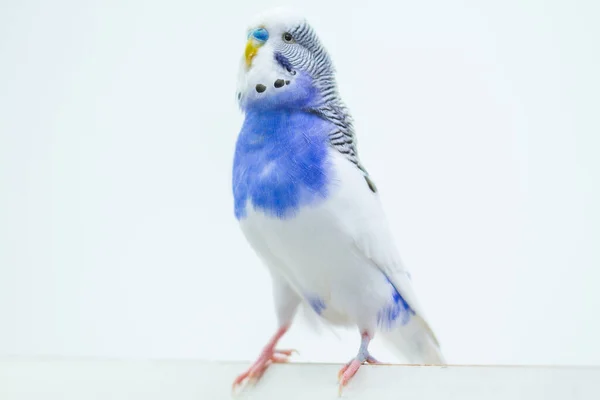 蓝色背景的波威鹦鹉 特写镜头 — 图库照片