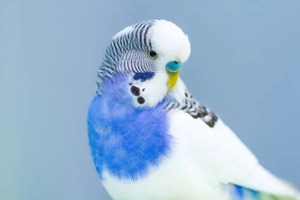 Pappagallo Ondulato Sfondo Blu Colpo Primo Piano — Foto Stock