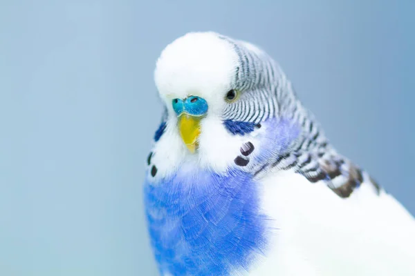 Hullámos Papagáj Kék Háttér Lövés Közelkép — Stock Fotó