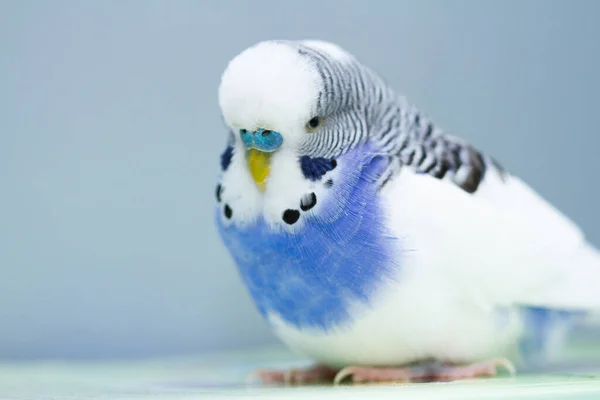 Loro Ondulado Sobre Fondo Azul Disparo Cerca —  Fotos de Stock