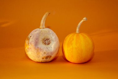 Renkli stüdyo geçmişine karşı çürük balkabağı ve taze balkabağı