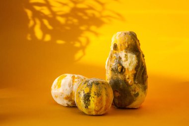 Renkli balkabakları, mutlu cadılar bayramı konsepti