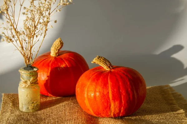 Bunte Kürbisse Fröhliches Halloween Konzept — Stockfoto