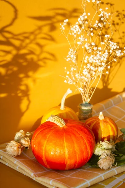Decorative Beautiful Bright Pumpkins — Stock Photo, Image
