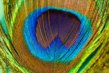 Arka planda tavus kuşu tüyü, kapat