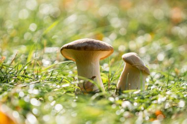Steppe beyaz mantarlar -pleurotus eryngii, yakın çekim, lezzetli yenilebilir sağlıklı mantarlar, sonbahar kompozisyonu.