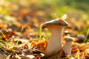 Steppe beyaz mantarlar -pleurotus eryngii, yakın çekim, lezzetli yenilebilir sağlıklı mantarlar, sonbahar kompozisyonu.