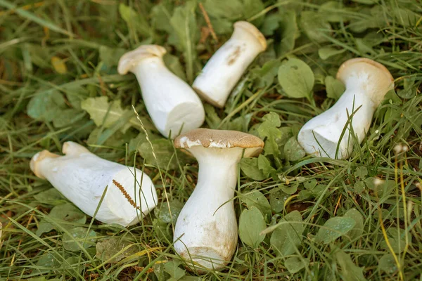 Steppe Funghi Bianchi Pleurotus Eryngii Colpo Primo Piano Gustosi Funghi — Foto Stock