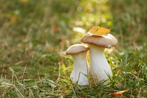茎白色蘑菇 味美可食的健康蘑菇 秋季组合 — 图库照片