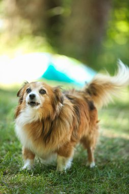 Yeşil bir parkta ileriye bakan küçük, beyaz, kırmızı bir köpeğin portresi. Yazın açık hava eğlencesi. Köpek sahibini bekliyor..