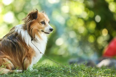 Parkta oynayan küçük, beyaz, kırmızı bir köpek. Yazın açık hava eğlencesi. Köpek sahibini bekliyor..