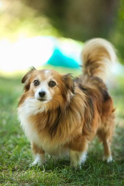 Parkta oynayan küçük, beyaz, kırmızı bir köpek. Yazın açık hava eğlencesi. Köpek sahibini bekliyor..