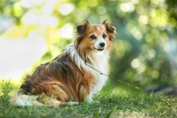 公園で遊んでいる小さなかわいい白い赤い犬 夏の屋外レクリエーション 所有者を待っている犬 — ストック写真