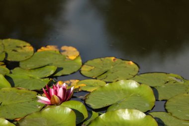Parlak pembe nilüfer bir gölün içinde güneşte açıldı. Yaz tatili kırsalda dinlenmek.