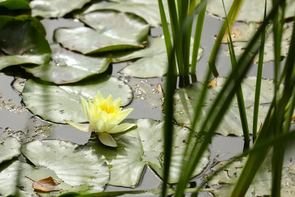 Bright yellow water lily opened in the sun in a pond. Summer relax in a countryside.