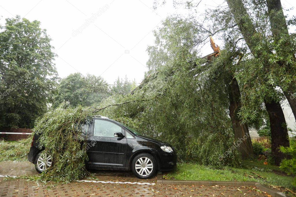 A tree fell on the car due to strong wind. Broken vehicle after the storm. Falling tree .