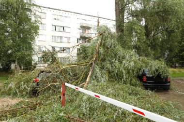 Şiddetli rüzgar nedeniyle iki arabanın üzerine bir ağaç devrildi. Fırtınadan sonra kırık bir araç.. 