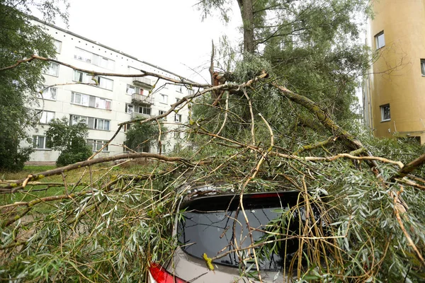 A tree fell on the car due to strong wind. Broken vehicle after the storm. Falling tree .