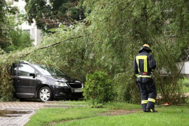 İtfaiyeciler, yağmurlu bir günde fırtınadan sonra devrilen bir ağacın arabalardaki etkilerini temizlemeye yardım ederler..