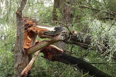 Fırtına rüzgarı tarafından kırılan yaşlı ağaç. Düşen ağaç kazası.