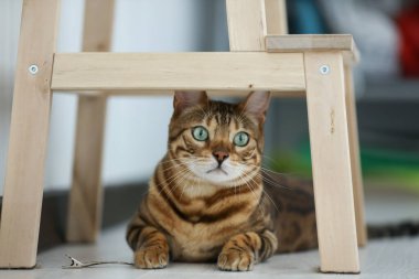 Yerde oturan sevimli Bengal kedisinin portresi. Evcil hayvan. Şirin kedi..