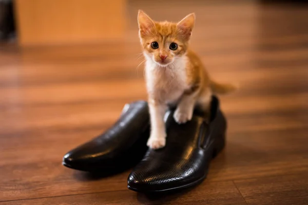 男の黒い靴の中に座っている小さな愛らしい白とオレンジの猫 小さな子猫は靴で遊ぶ — ストック写真
