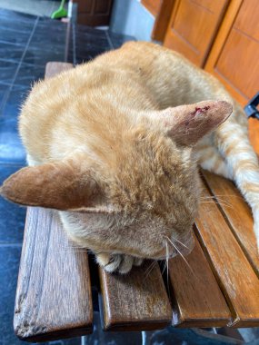 Bir kedinin kulağının ucunda açık bir kanama yarası. Kızıl kedi veteriner tarafından muayene ediliyor.