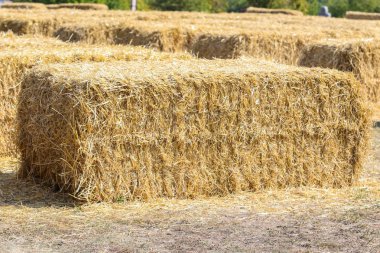 Taze ot saman, yeni balyalanmış