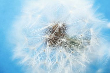 Mavi arka planda karahindiba