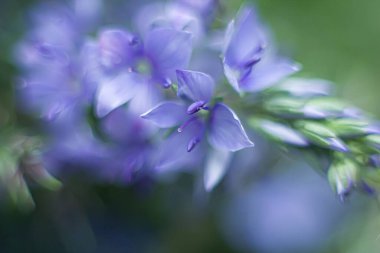 suluboya mavi çiçek arkaplanı