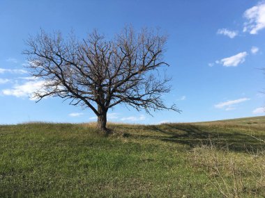 Sonbaharda yaprakları olmayan yalnız bir ağaç.