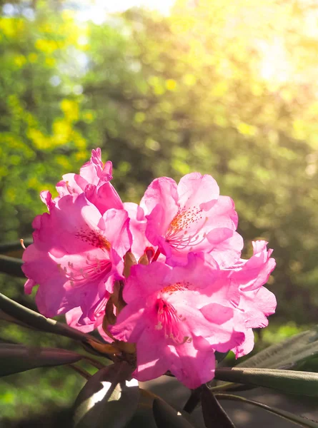 Virágzó rhododendron egy napfényes zöld háttér. — Stock Fotó