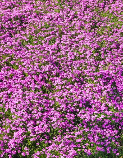 Een tapijt van leven paarse bloemen. Gebied van bloeiende rododendrons. — Stockfoto