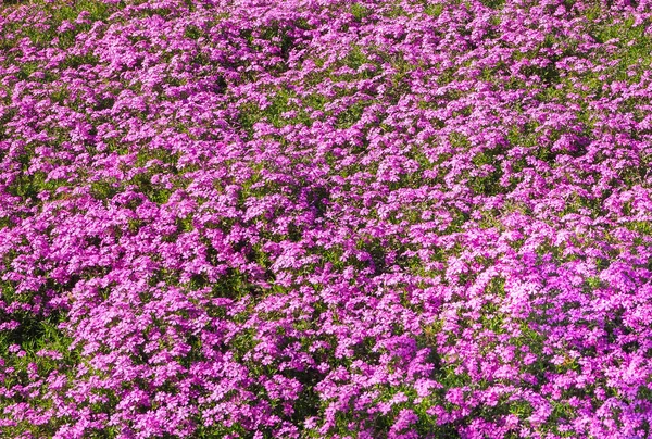 Een tapijt van leven paarse bloemen. Gebied van bloeiende rododendrons. — Stockfoto