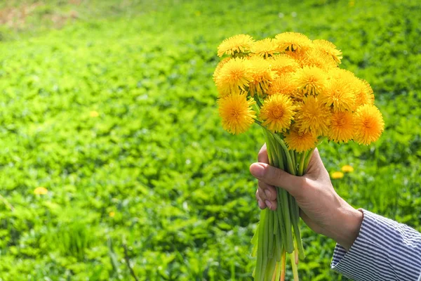 A bouquet of yellow wild flowers in your hand against a green meadow. Dandelions in the bouquet.