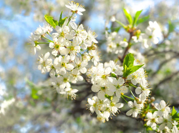 화창한 날, 봄에는 벚꽃의 한 나뭇가지. — 스톡 사진