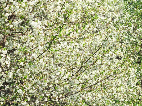 Háttere cseresznye virágok egy napsütéses napon. — Stock Fotó