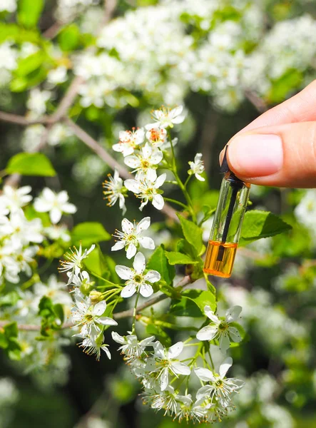 Botella de aceite ámbar. Incienso árabe tradicional. Aceite natural para la relajación y la felicidad . — Foto de Stock